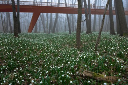 auenwald_brücke2_xs